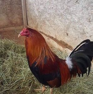 Meet your Posher, Cutberto